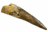 Fossil Spinosaurus Tooth - Real Dinosaur Tooth #324844-1
